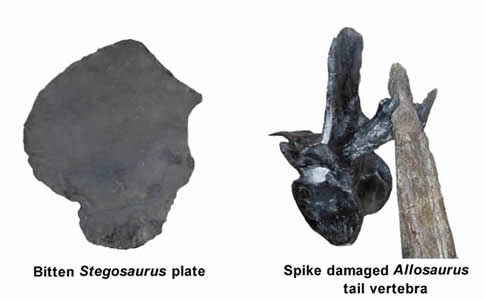 Bitten Stegosaurus plate and spike damage to Allosaurus tail vertebra