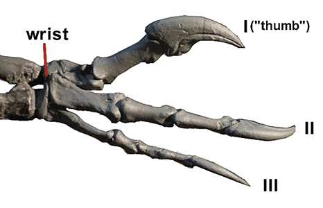Allosaurus arm