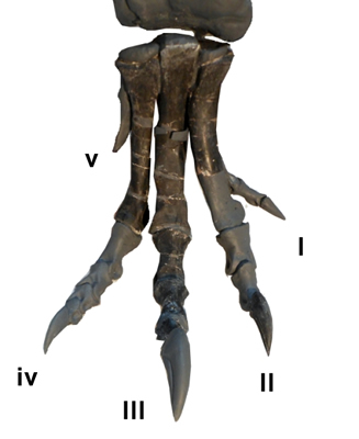 Allosaurus hind foot