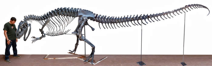 Person standing next to Allosaurus skeleton