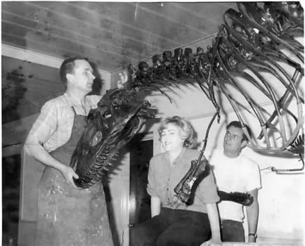 Allosaurus skeleton being installed in the Prehistoric Museum