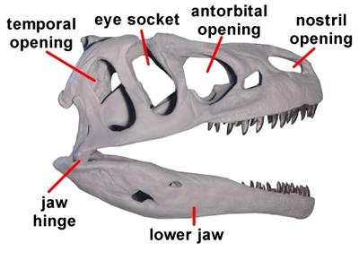 Allosaurus skull