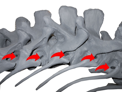 Allosaurus neck vertebrae