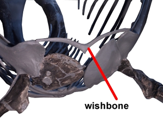 Allosaurus wishbone