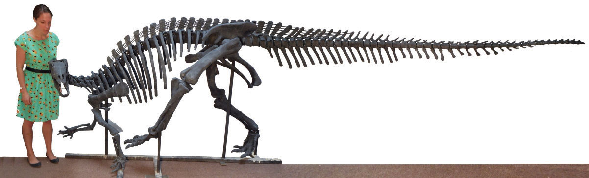 Camptosaurus full skeleton
