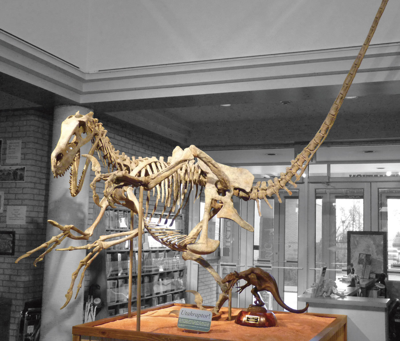 Display of the Utahraptor Skeleton in a shasing position
