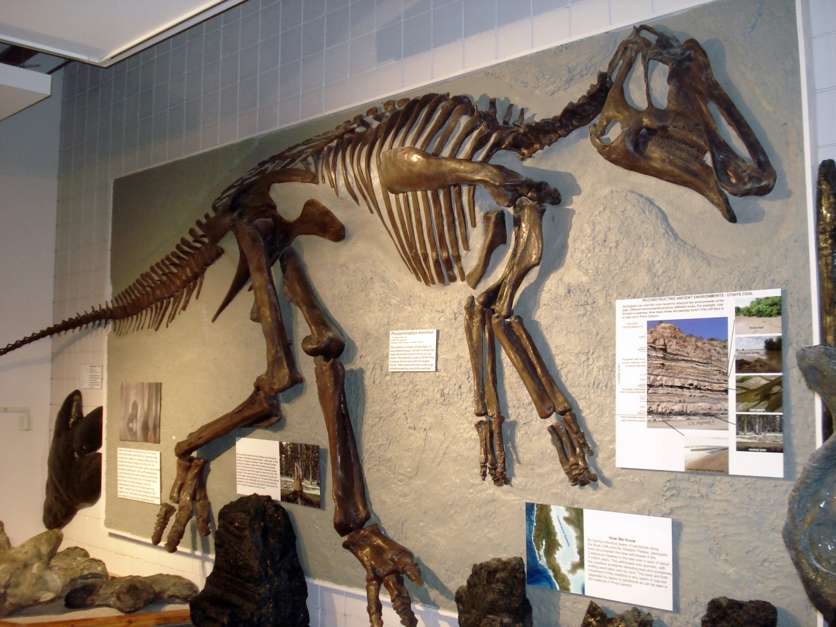 Prosaurolophus skeleton on wall for display