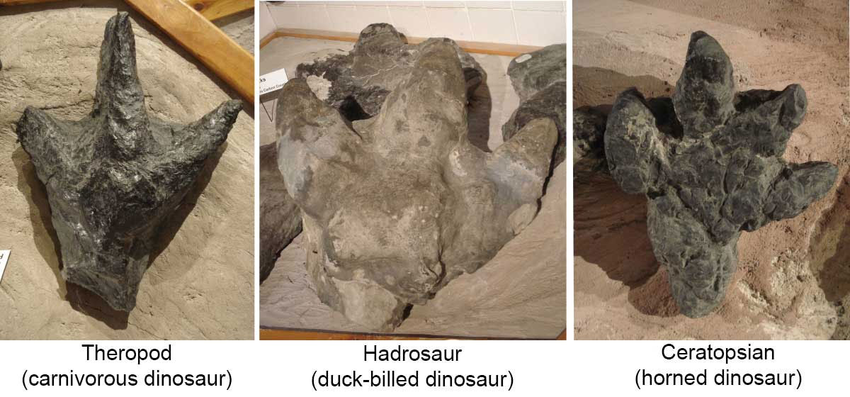 Theropod, Hadrosaur, and Ceratopsian tracks