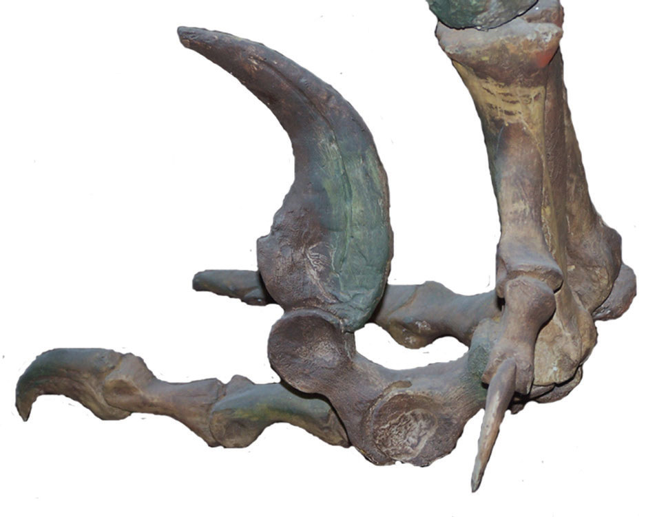 Utahraptor claws