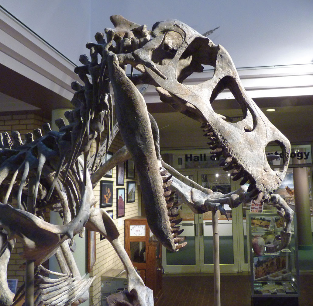 Utahraptor skull