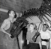 Allosaurus skeleton being installed